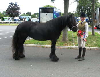 Maggie May, Fell Champion at Cleveland Show, 20 July 2015