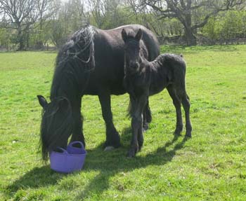 Fell pony mare Magic and her foal Riddler