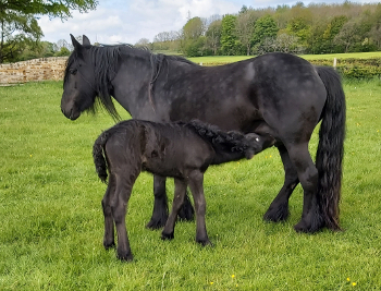 Black fell pony mare and foal, Rackwood Magic and foal Alice