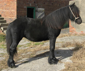 Adults Riding Ponies