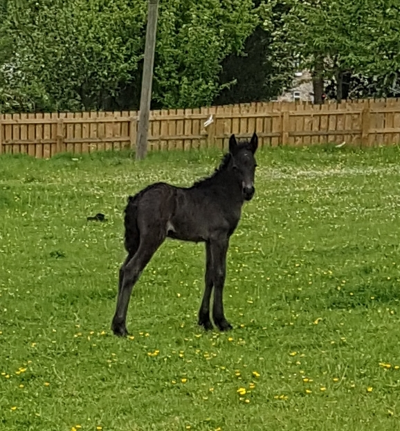 black fell pony  foal