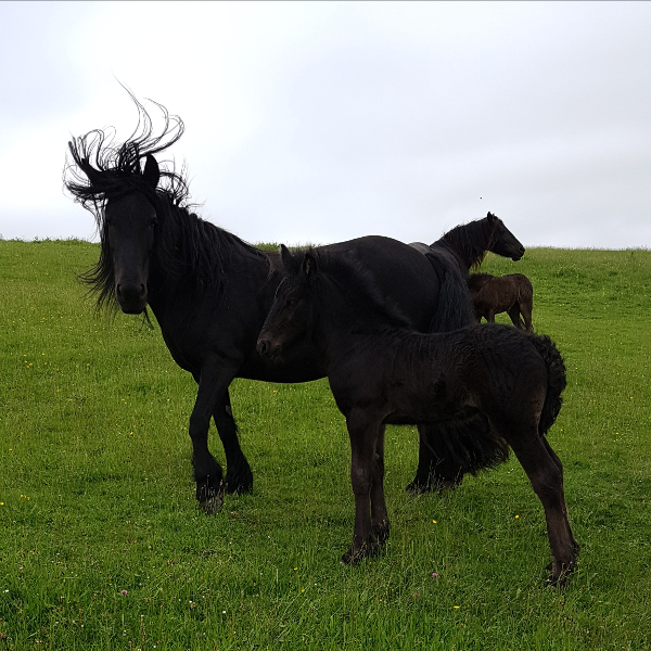 black fell pony mare and foal