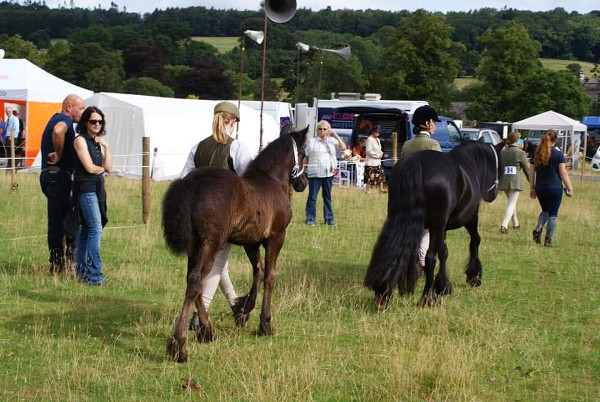 Black fell pony foal Black Prince following Black Magic at FPS Breed Show 05-08-2018