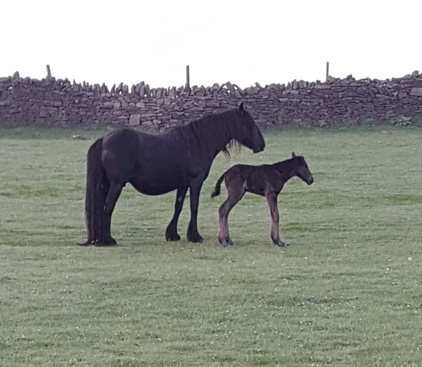 black fell pony mare and foal