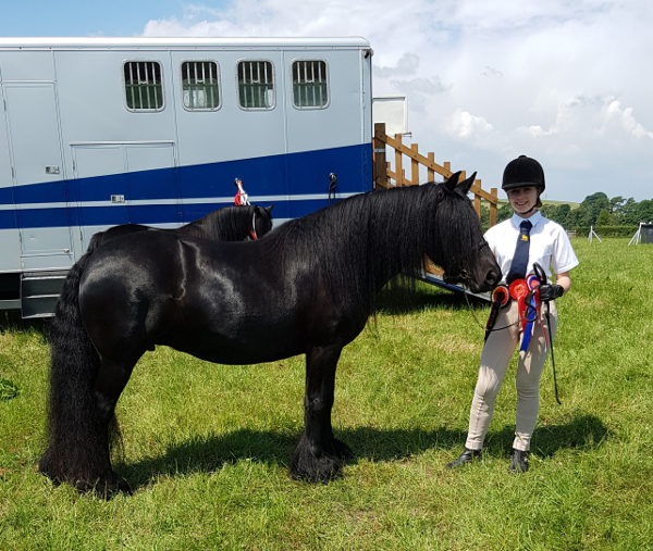 Maggie May, black fell pony mare