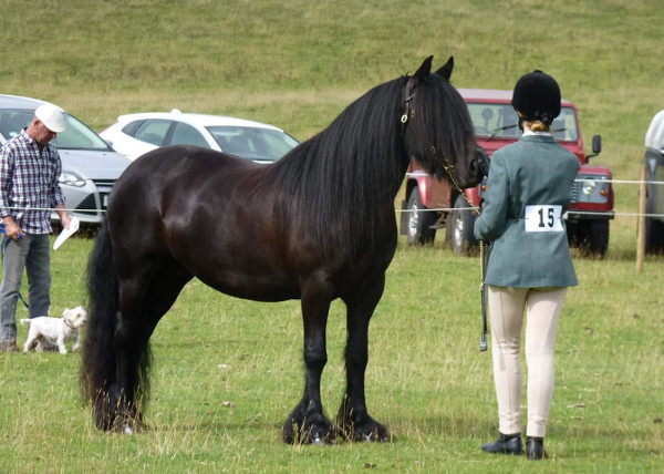 Black Fell mare Maggie May at FPS Breed Show 2018