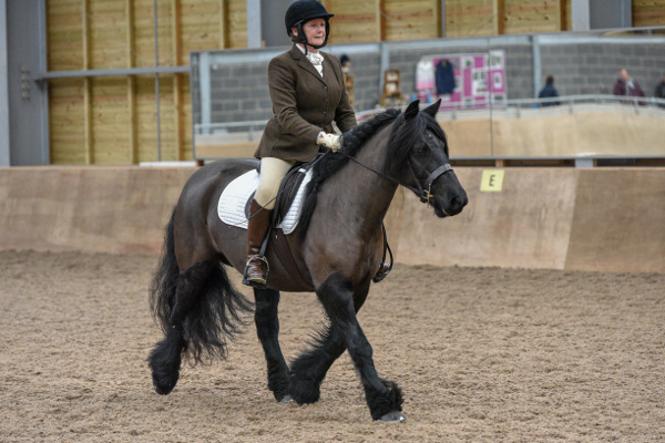 Black mare Maggie May at Native Pony Dressage March 2018 