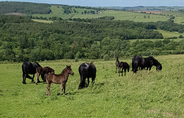 mares and foals in a landscape