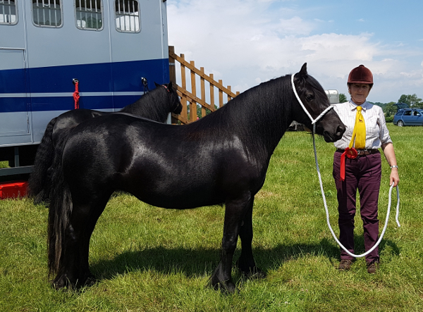 Sophie, black fell pony mare
