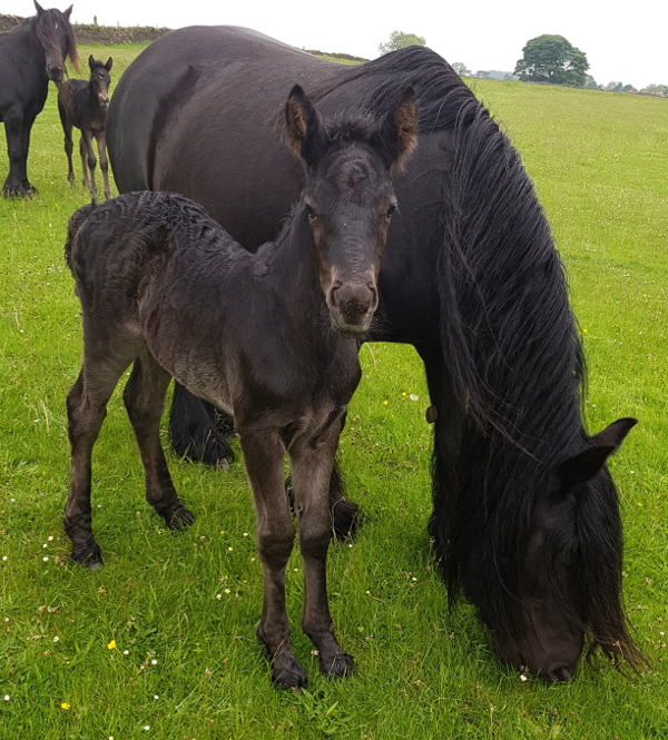 Black Fell pony mare and her black foal