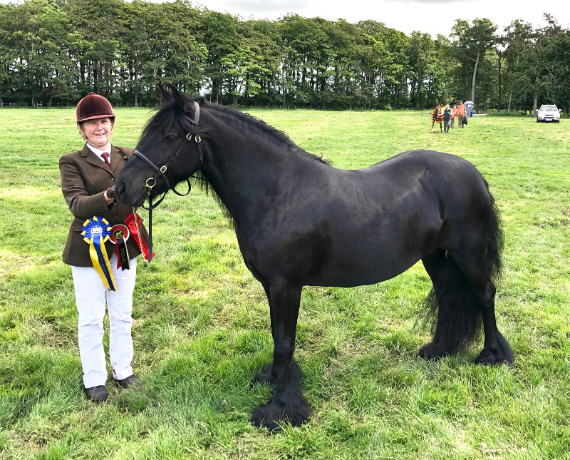 black fell pony mare winning rosettes at a show