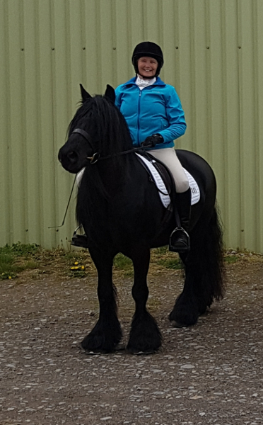 black fell pony mare with rider in blue jacket