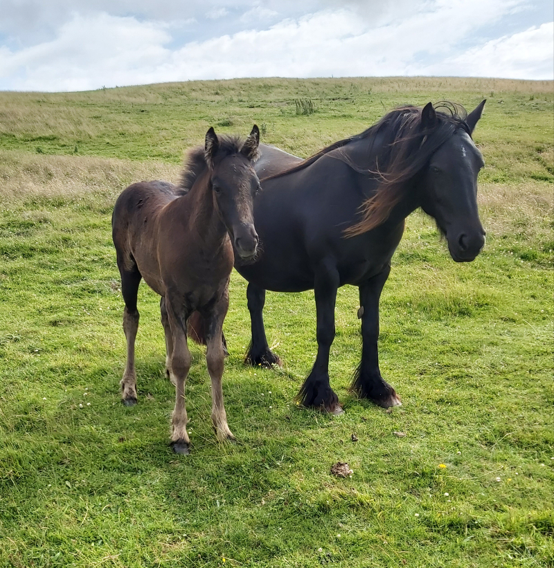 black fell pony mare and black foal