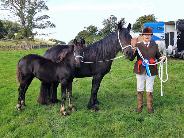 black fell pony mare and foal at Eggleston show with winning rosettes