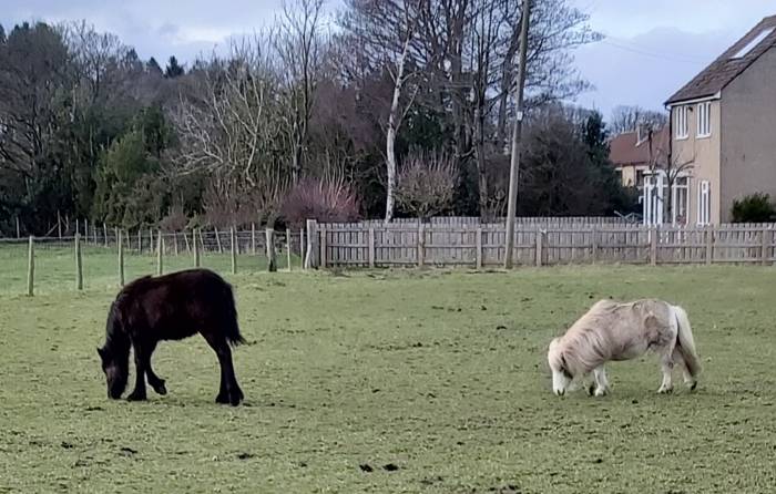 orphaned Fell pony foal and companion Shetland