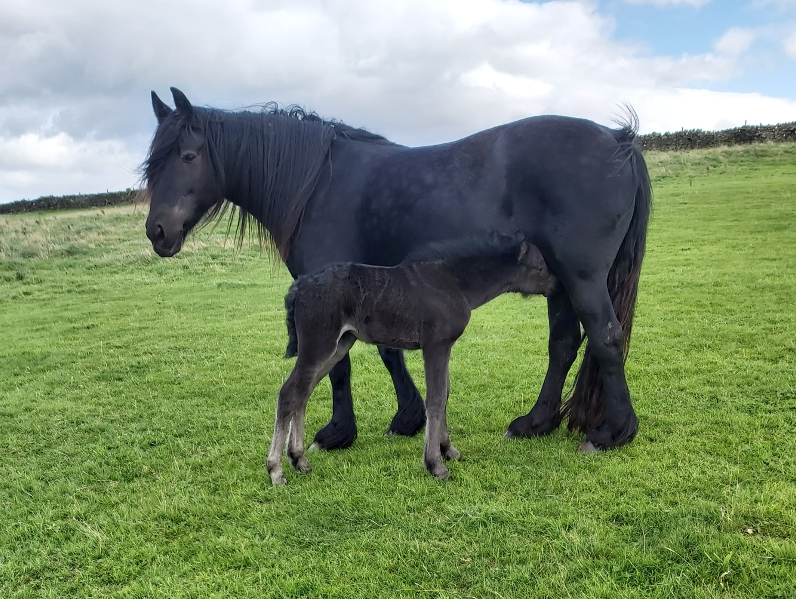 black mare and foal nursing