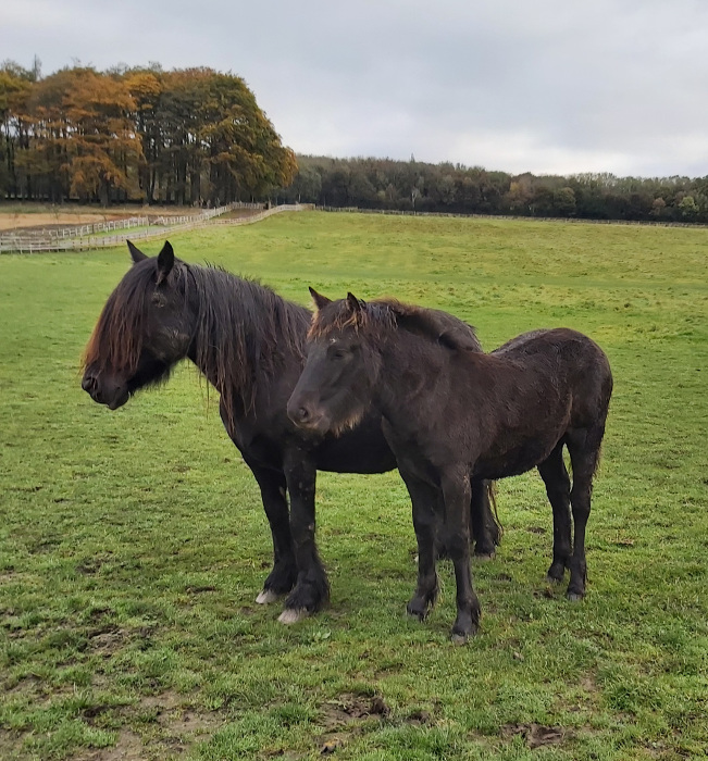 black mare and foal in a field