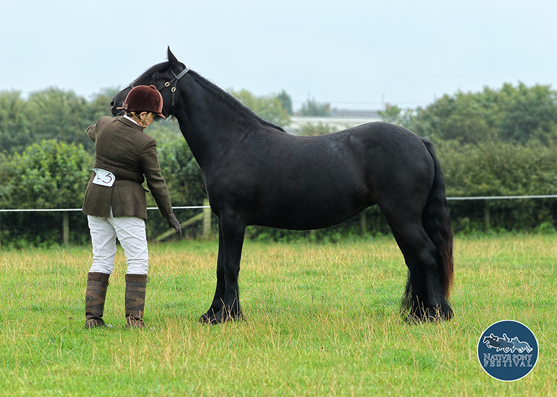 Black fell pony mare Rackwood Aurora