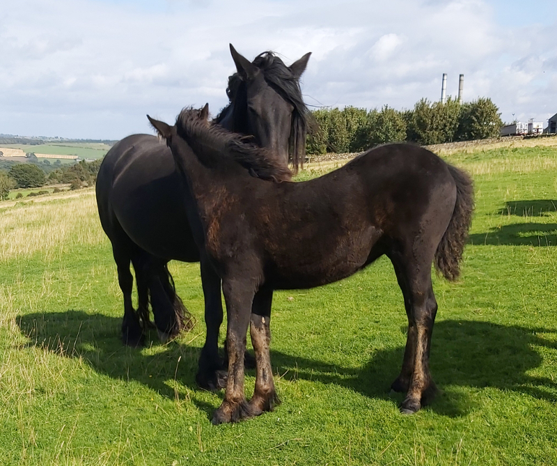 black fell pony mare and foal in field
