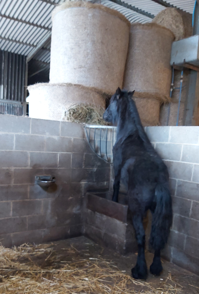 black Fell pony filly stealing haylage from a big bale over a wall 