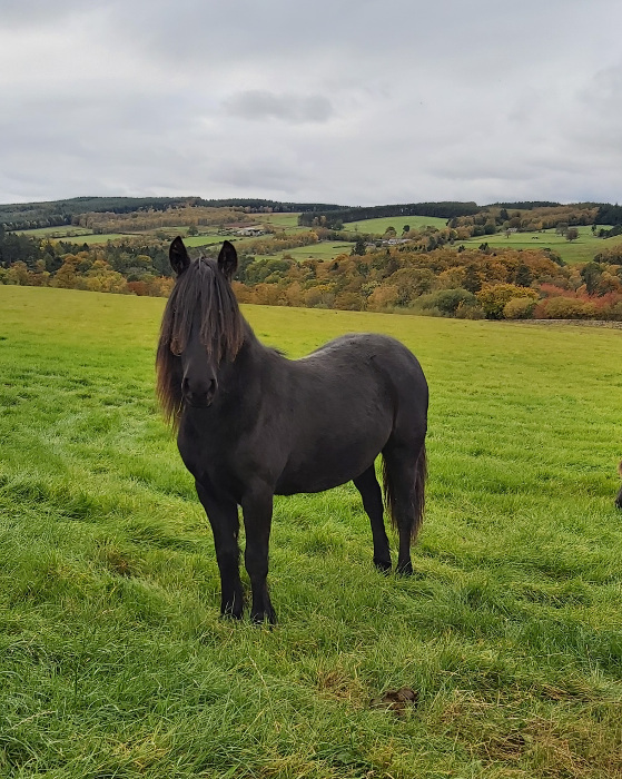black fell pony mare in a field