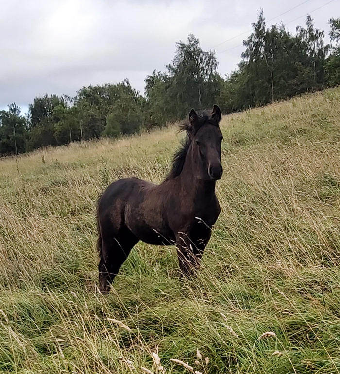 Black fell pony filly in a grassy field
