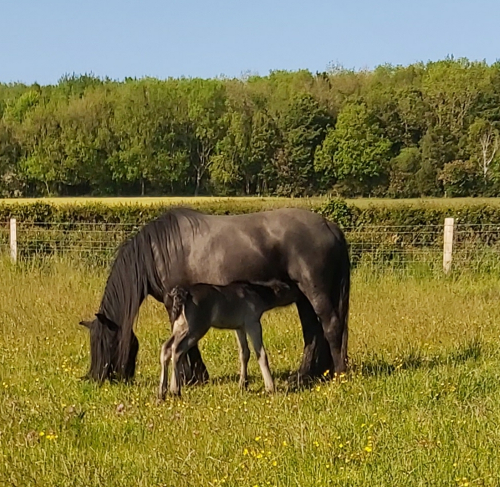 black mare and foal