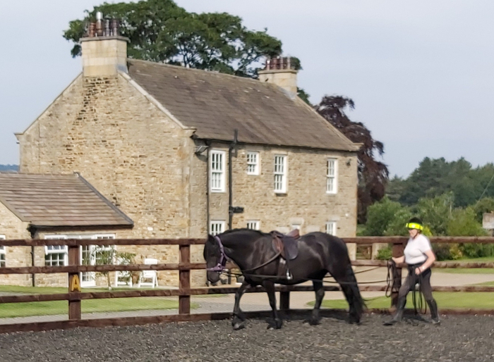 black fell pony being driven in long reins