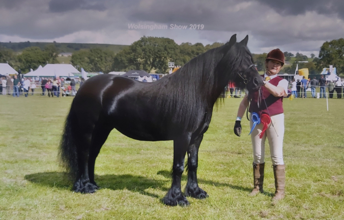 black fell pony mare, reserve champion