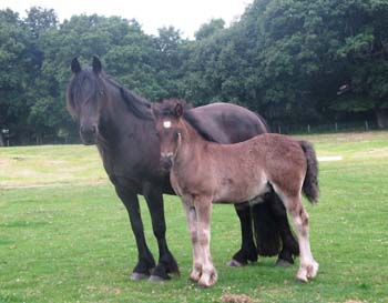 Fell pony Maydew and her foal Windsor