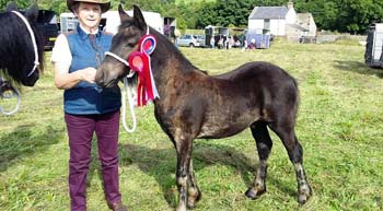 Rackwood Victor - M&M Champion Fell at Weardale Show August 2016
