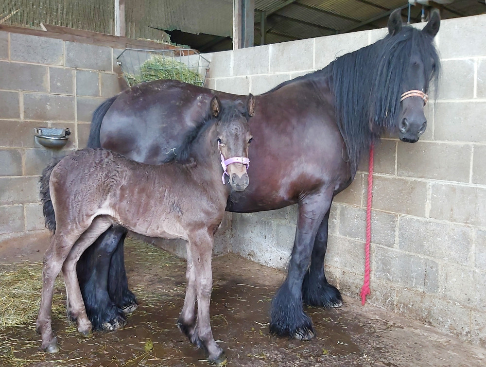 black fell mare and black foal in a stable