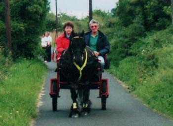 Rackwood Thistle for sale, driving pony