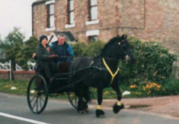 Rackwood Thistle for sale, driving pony