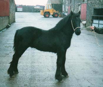 Rackwood Thistle as a yearling