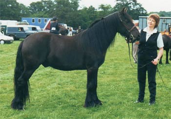 Rackwood Thistle at FPS Breed show