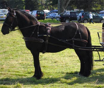 Rackwood Thistle, Fell gelding for sale, in harness
