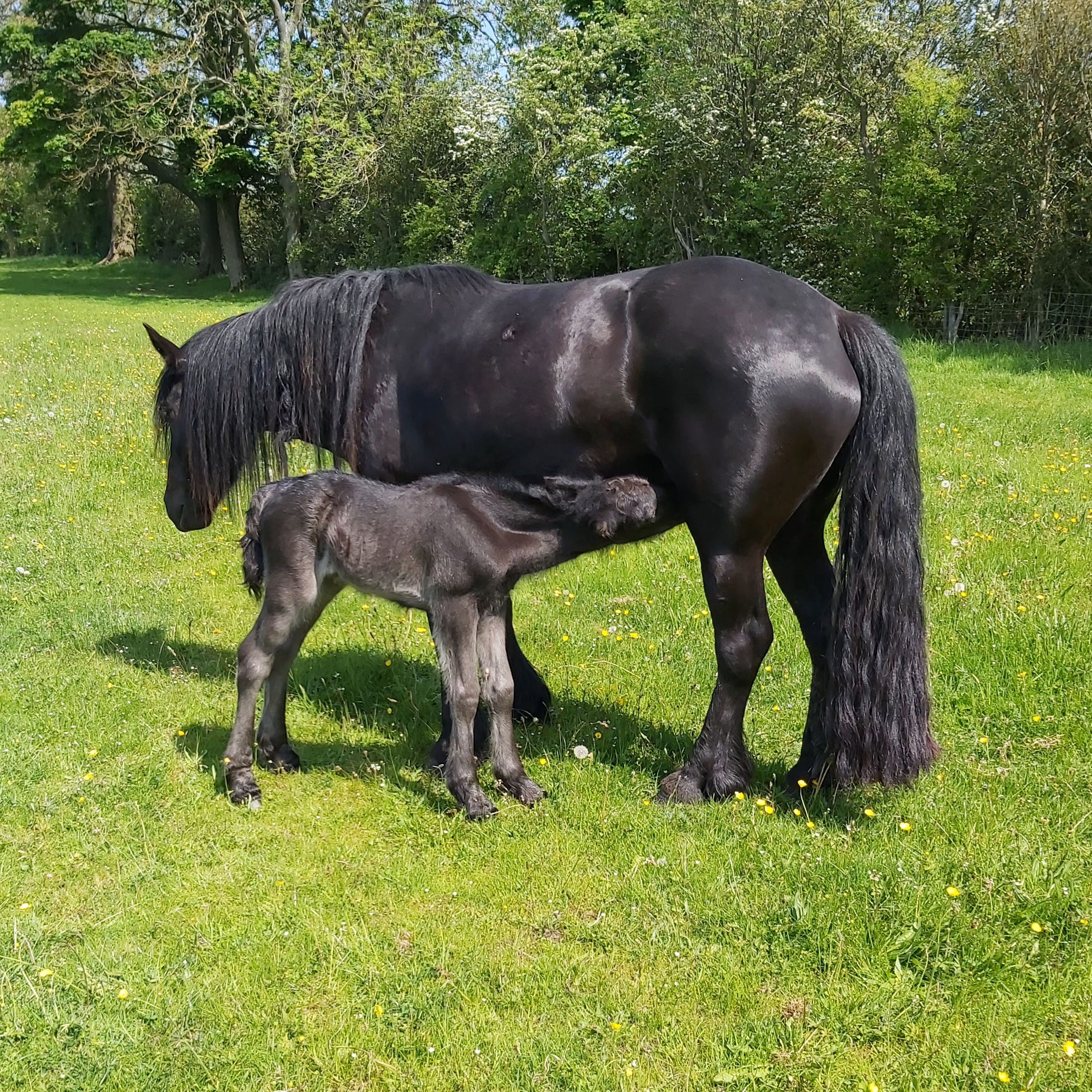 Black fell pony mare and her foal