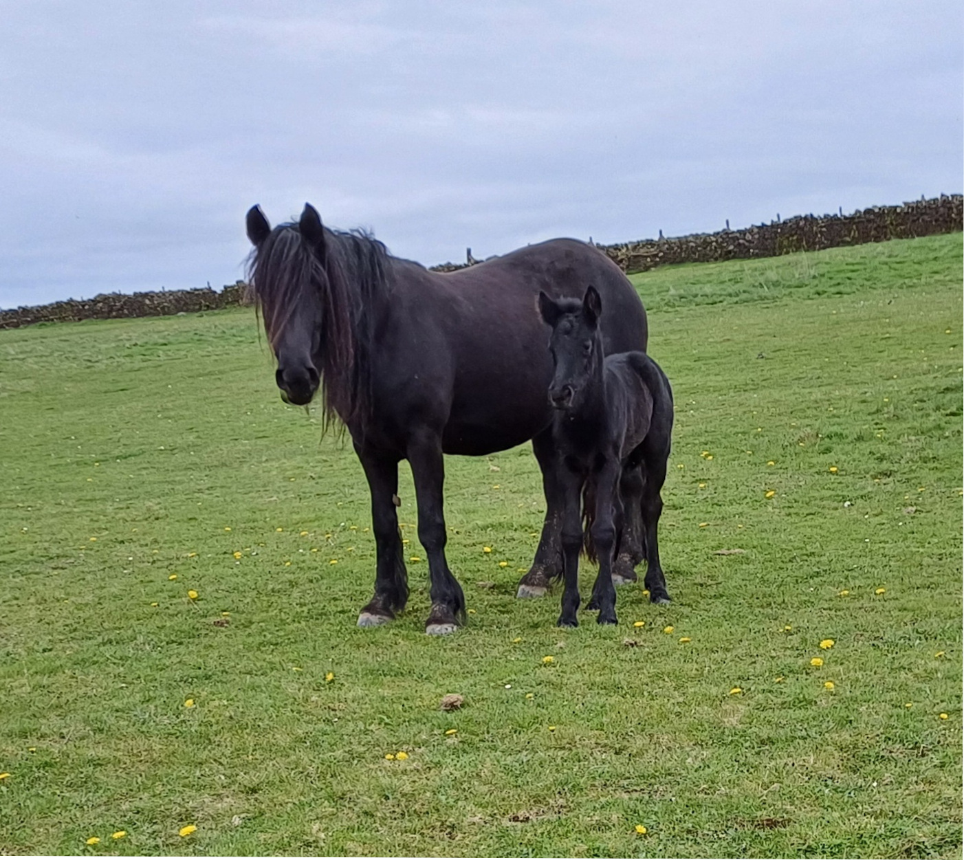 black fell pony mare and foal