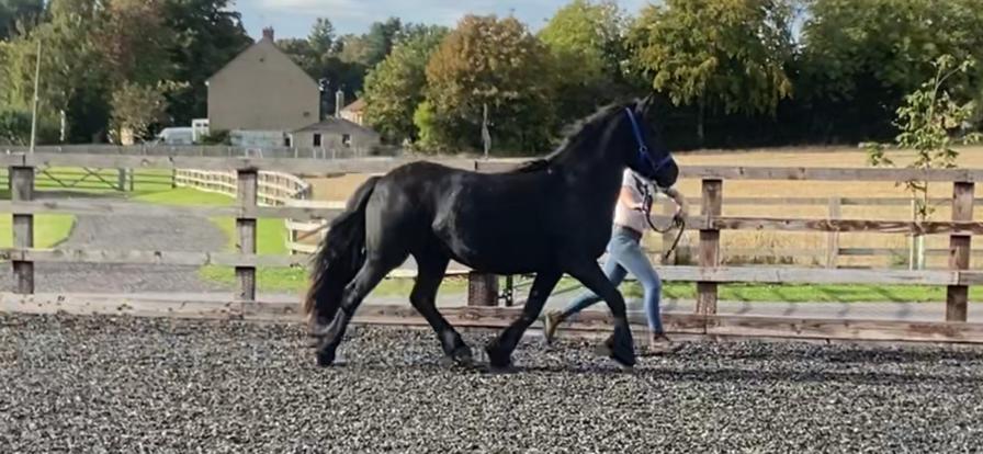 black fell pony filly trotting 