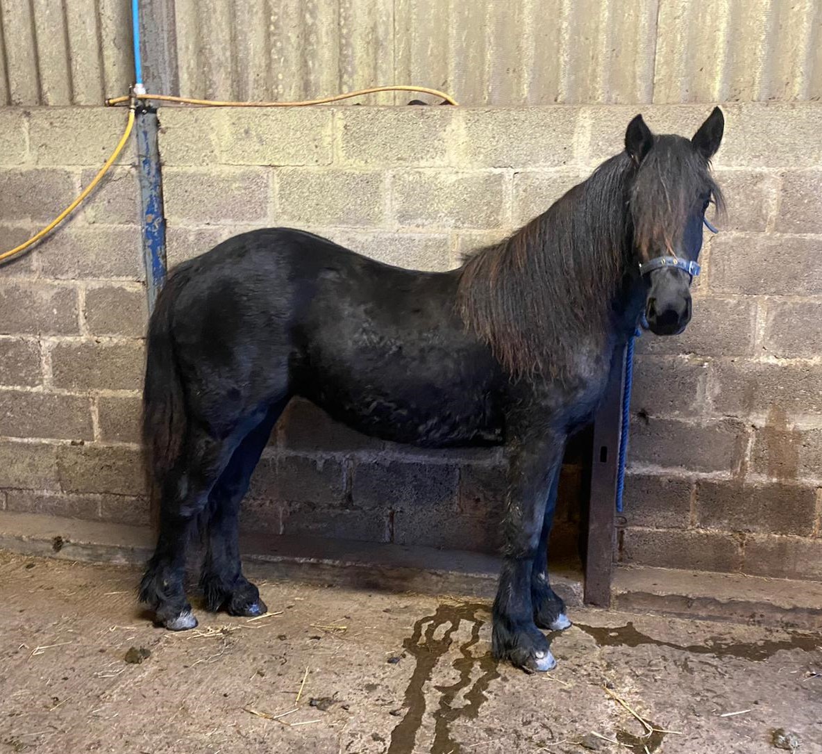 black fell pony filly inside a farm building