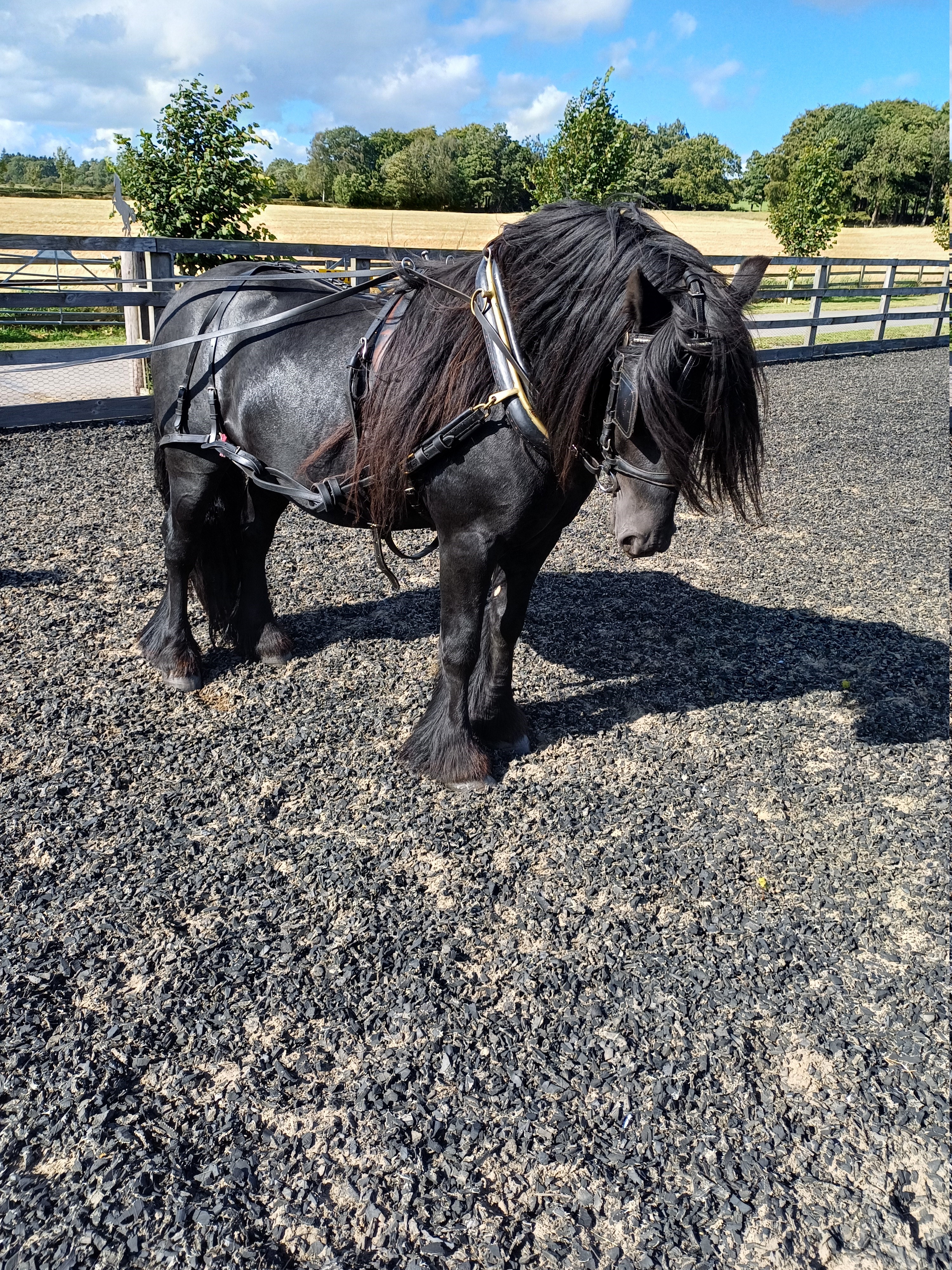 black fell pony, with handlers fitting harness