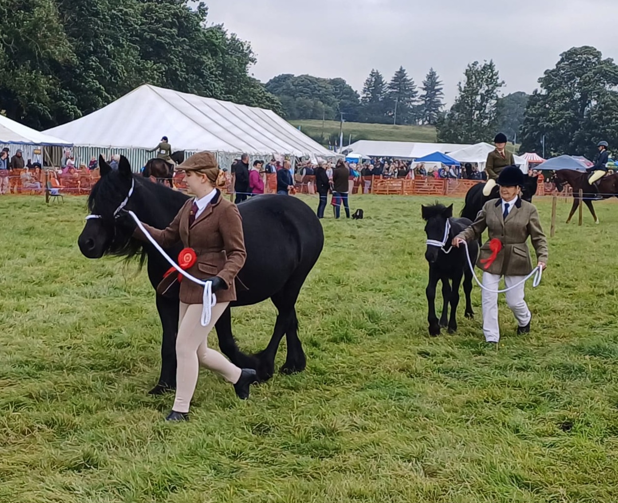 Black mare and her foal being exhibited at a country show