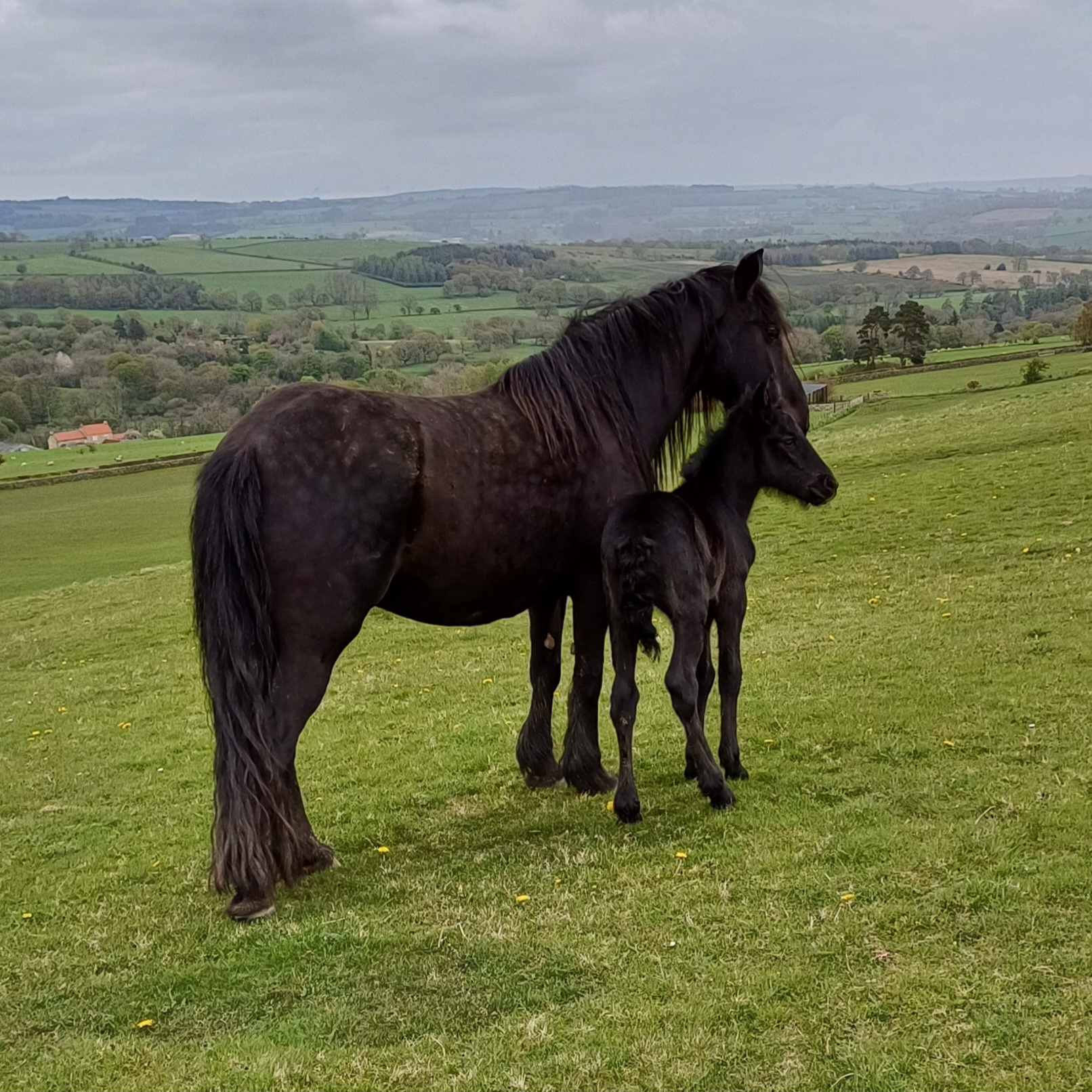 black pony mare and foal in a field