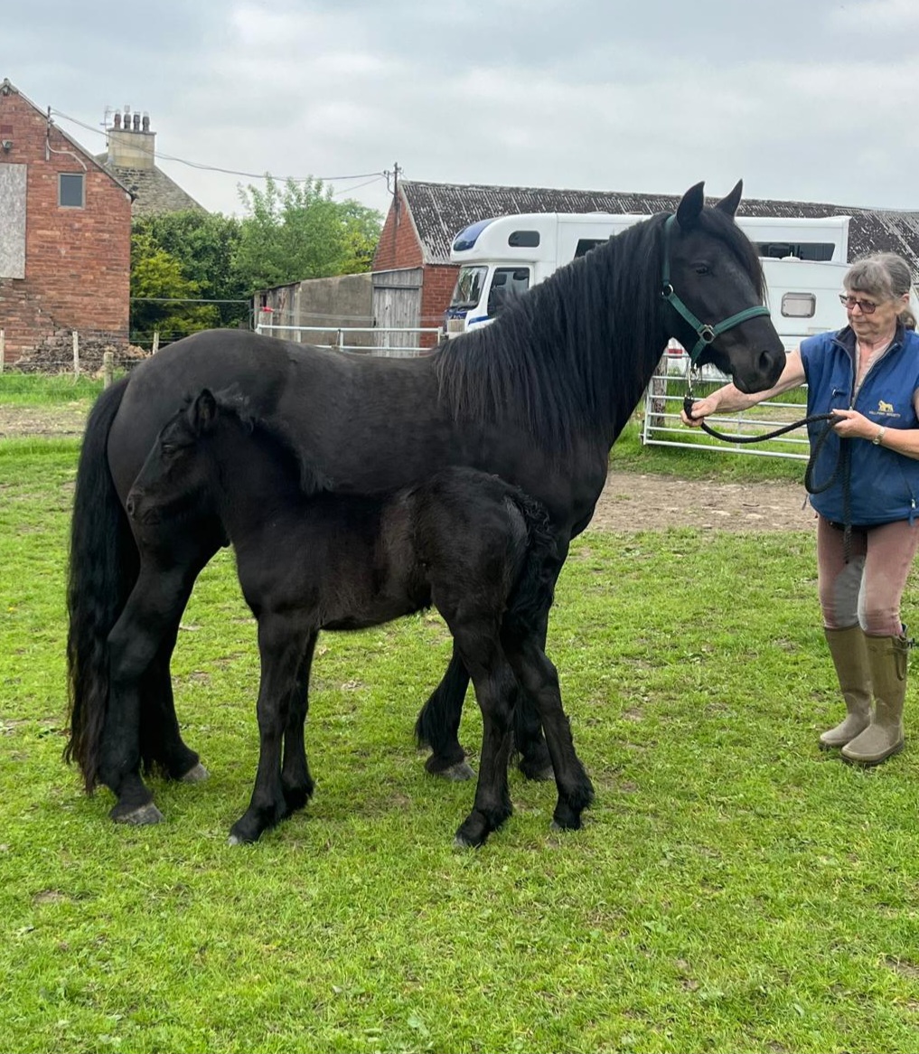 black fell pony mare and foal with handler