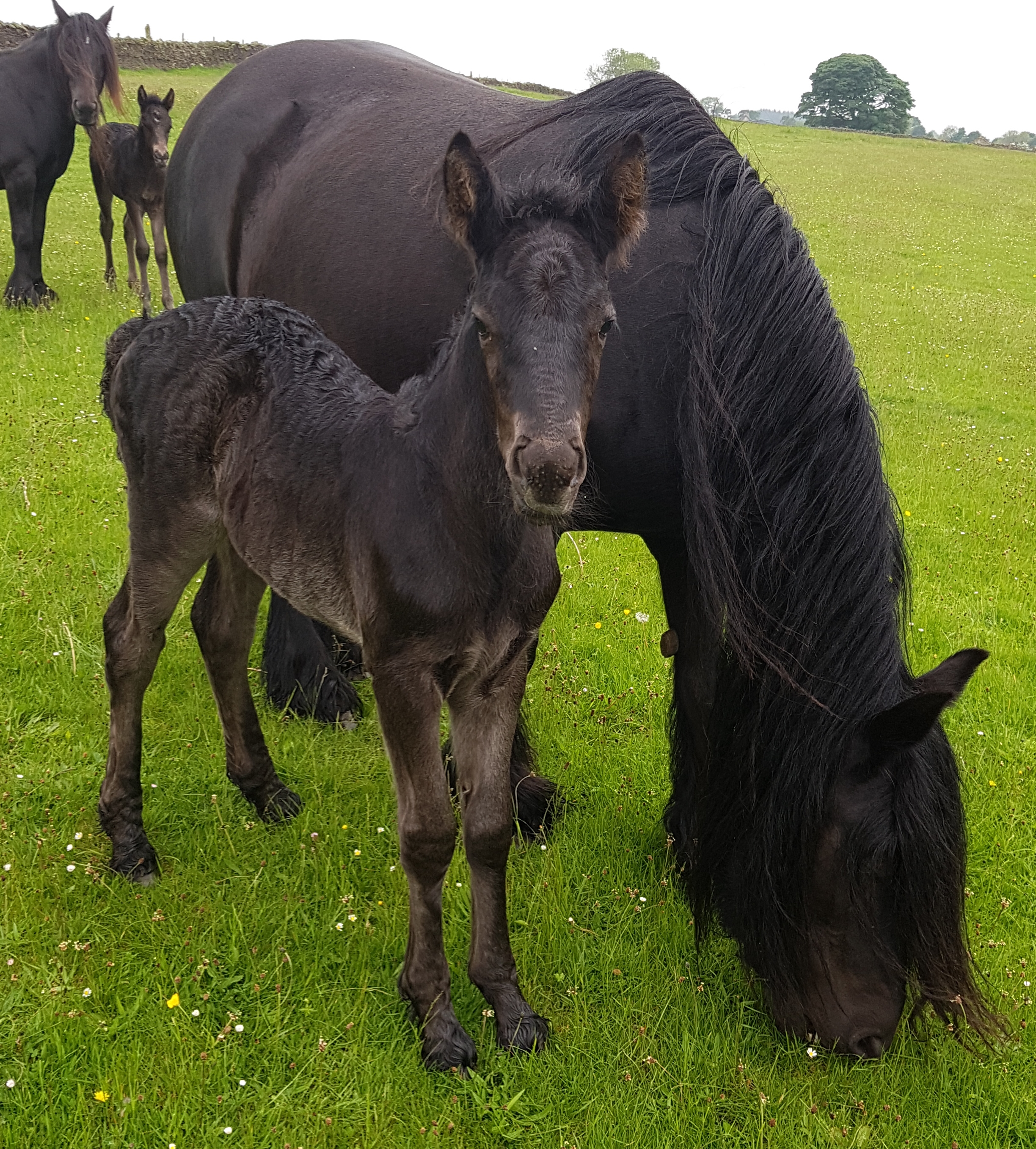 fell pony mare Rackwood Black Velvet and foal Oliver