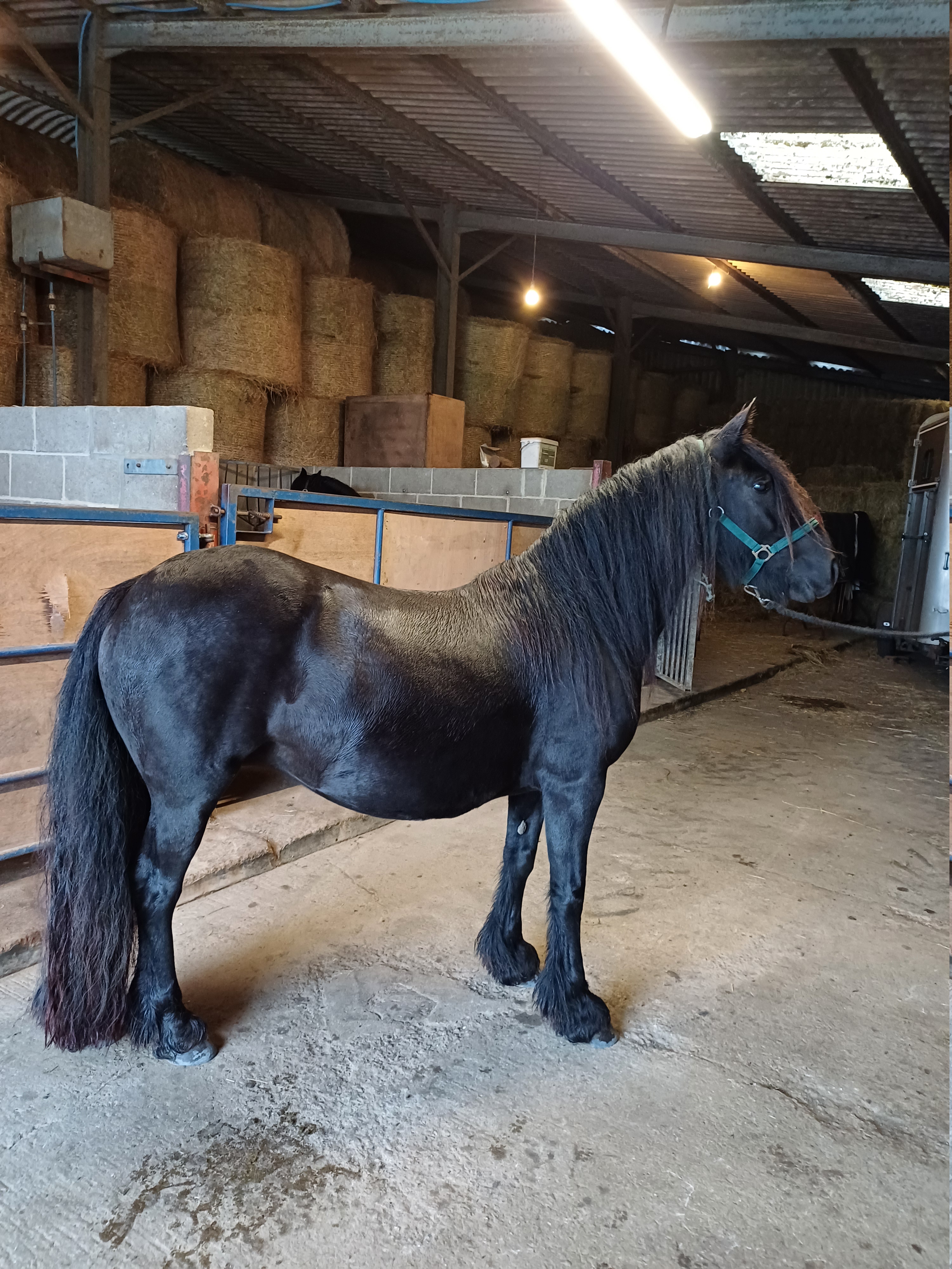 black fell pony mare in a farm building