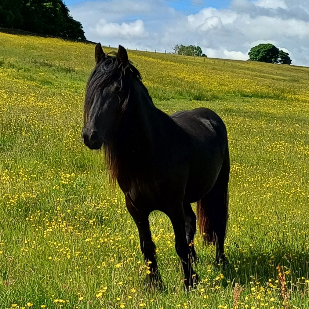 black fell pony filly in a large green field