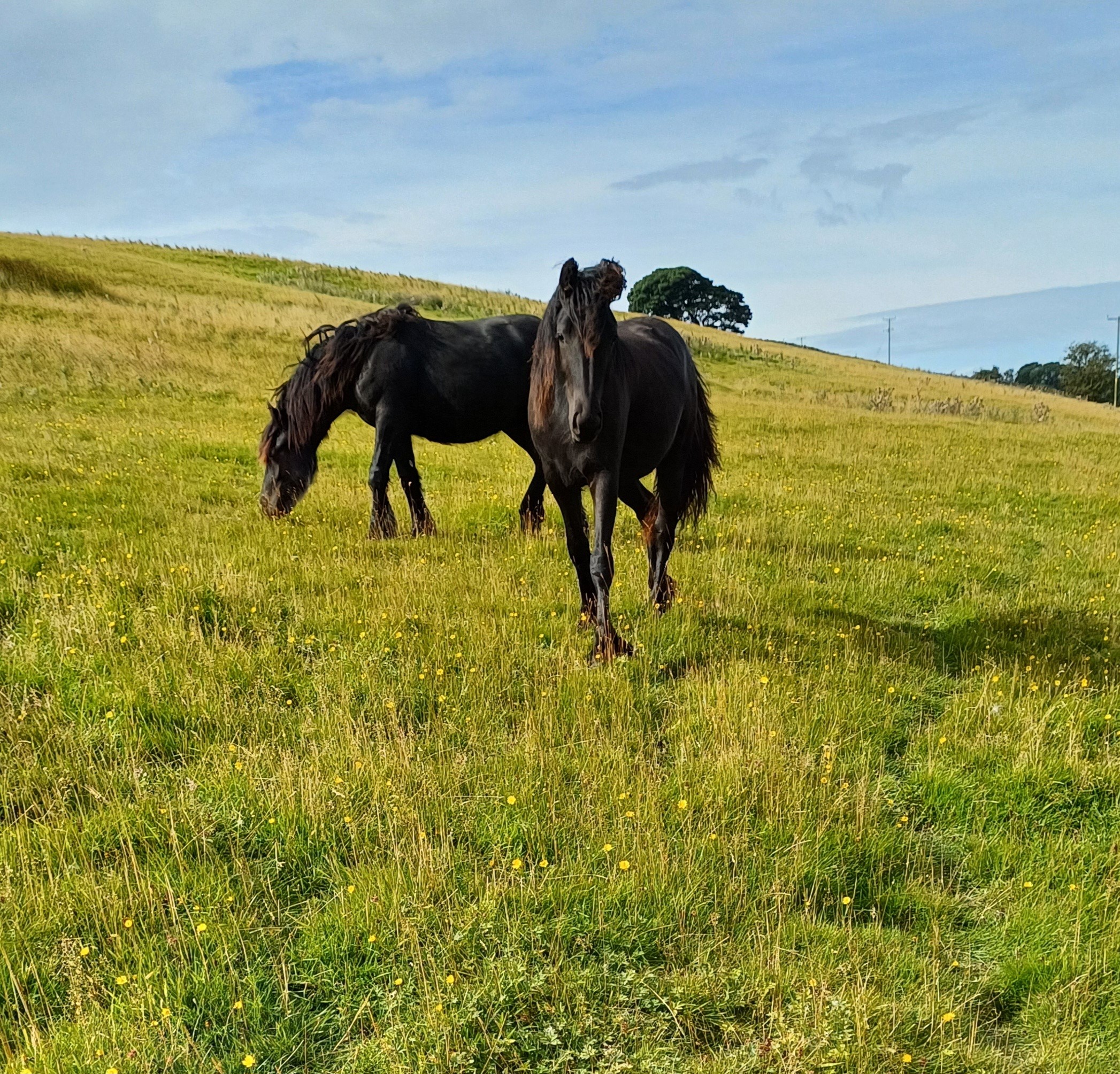 two black fell pony fillies in a grassy field