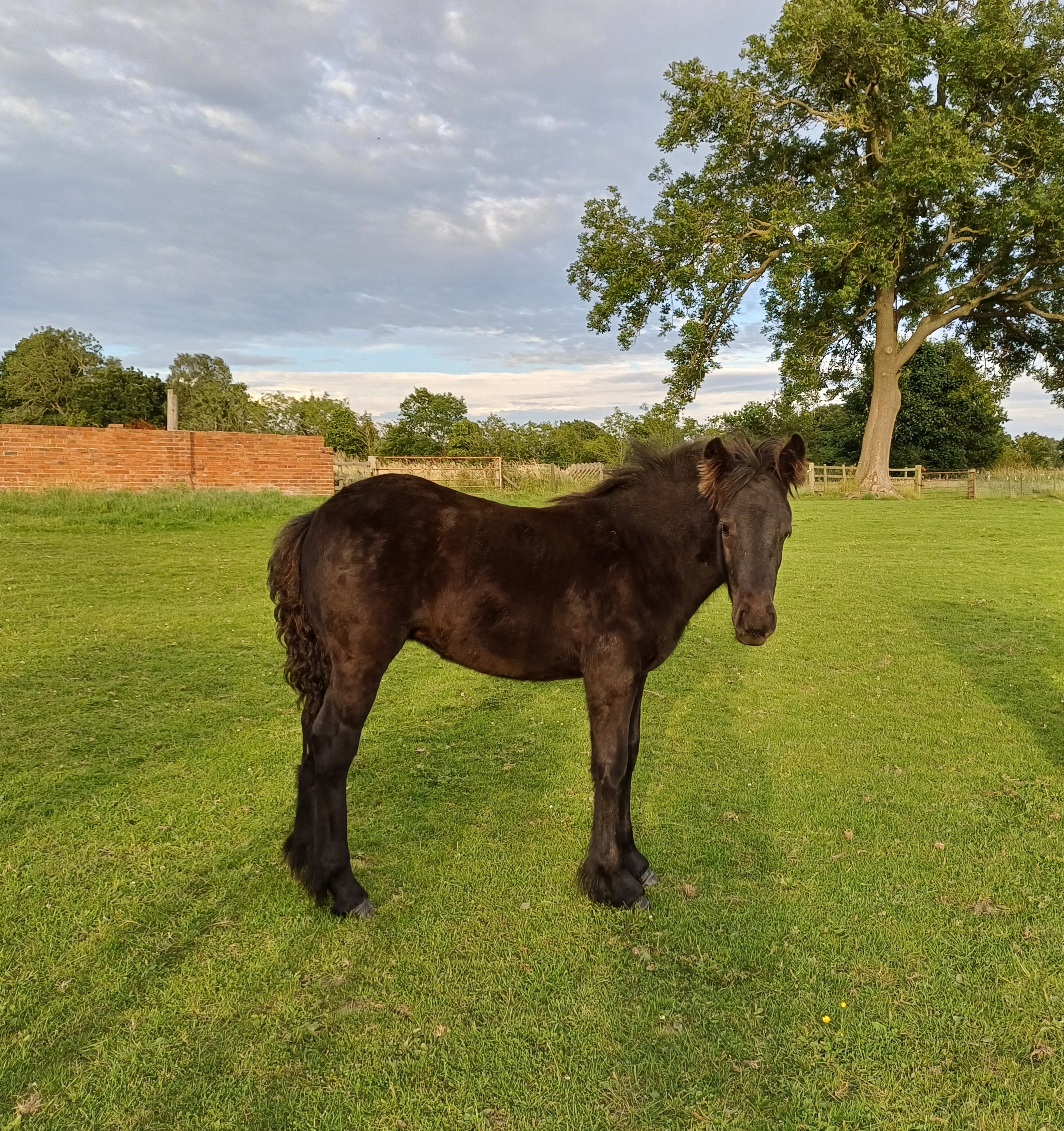 Black fell pony foal in a green field